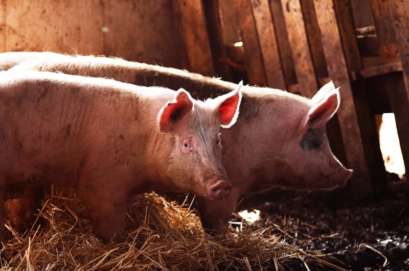animal themes, farm, vertebrate, dirt, sunlight, animals, herbivorous, snout, standing, outdoors, domestic animals, animal, piglet, nature, domestic, agriculture