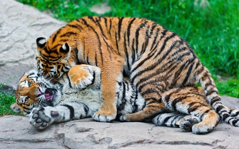 little, brown, tygrysica, tigger, animals, tygrysy, mlode, zwierzeta, tigers, 1080P, tigress, white
