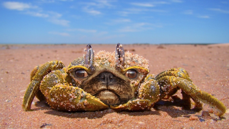 crabs, day, figurine, beach, outdoors, no people, animal wildlife, looking at camera, focus on foreground, donkey, animal, one animal, front view, land