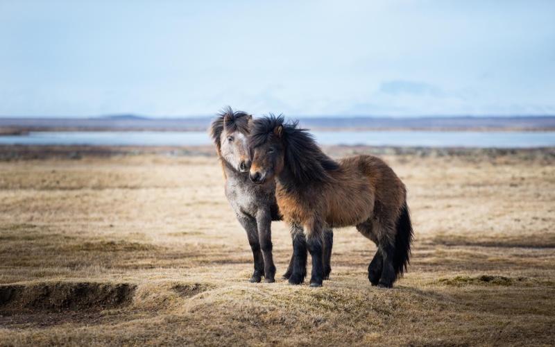 pets, mammal, gray, domestic animals, beach, field, couple, day, one animal, nature, grass, dog, sky, animals, vertebrate, horse, brown, no people, 1080P