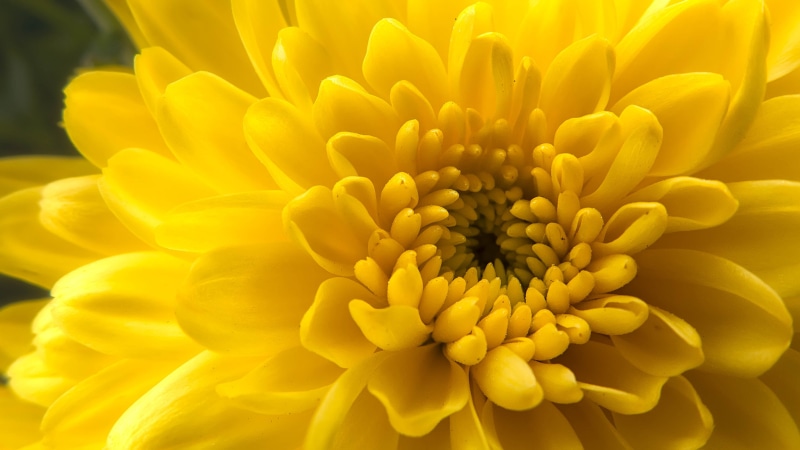 macro, close-up, mum, mums, nature, petal, Yellow, closeup, flower Head, plant, panasonic lumix dmc-lx7, Dahlia, lumix  lx7, Chrysanthemum, photo, flower
