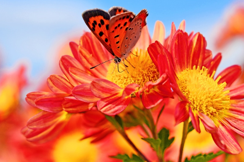 Brilliant, Plant, Vivid, flowers, Dreamy, Chrysanthemum, Field, summer, Macro, Splendid, Photograph, Superb, Animal, Wild, Lycaena phlaeas, Noon, Lycaenidae