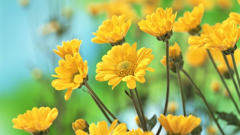 flowers, yellow, 1080P, beautiful, hd, high, quality, chrysanthemum