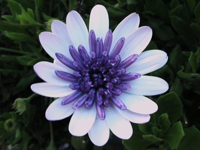 jardin, summer, Blossoms, nature, fleur, flower Head, image, purple, plant, Quinta, Feira, close, Daisy, close-up, garden, flower, Happy, flor, mums, white