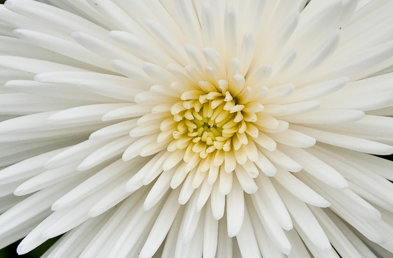 backgrounds, plant, petal, white chrysanthemum, 2K, nature, photography, flower, white, close-up, Flowers, flower Head, chrysanthemum, focus