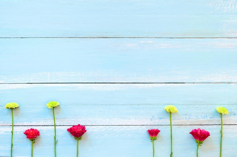 chrysanthemum, wood, Board, flowers, background, 4K, colorful, wooden, texture, tree, blue