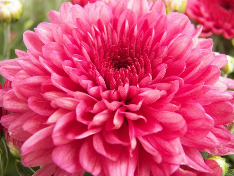 flower Head, plant, pink Color, 720P, Mum, pink, beauty In Nature, photo, summer, Red, flower, nature, close-up, petal, closeup, Chrysanthemum