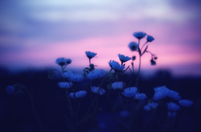 chrysanthemum, nature, summer, white flower, auto, wild, PENTAX, flower, 薄暮, PENTACON, shallow, sunset, blue, M42, shallow focus, f2.8, white, Sun, photography