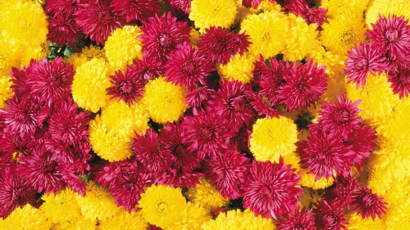 yellow flowers, 1080P, chrysanthemums, red flowers, colorful, plants, flowers