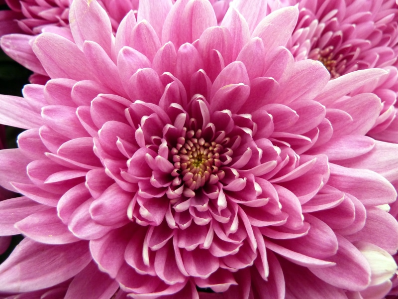 shallow focus, flower, pink Color, plant, botany, 2K, shallow, Hampton Court Flower Show, Panasonic, petal, dahlia, flower Head, focus, close-up, nature