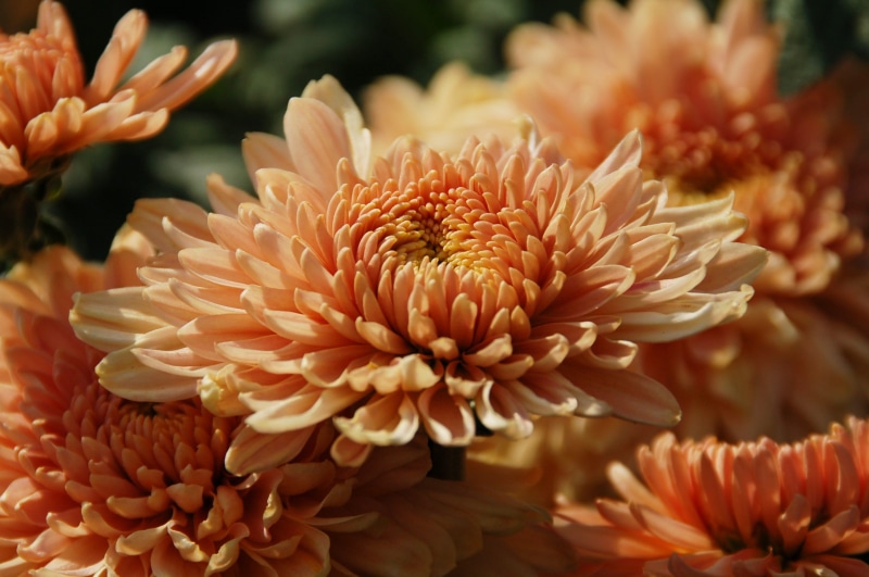 garden, no people, botany, growth, 2K, petal, plant, orange, vulnerability, close-up, freshness, dahlia, selective focus, bloom, flower, focus on foreground