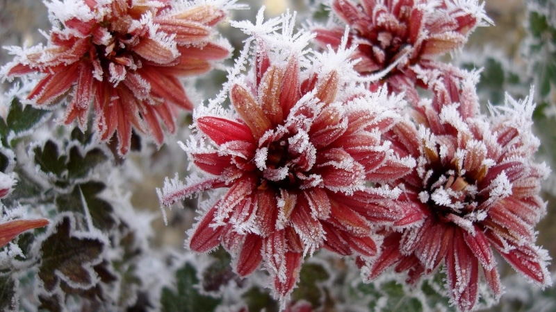 chrysanthemum, beauty in nature, red flowers, garden, flowers, day, petal, growth, freshness, rime, vulnerability, frozen, flora, cold temperature, no people