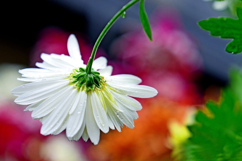 Weather, in The Rain, white Daisy, White Chrysanthemum, White Flower, dewdrops, Cho, Color, Sweet  Lovely, daisy, 4K, Photo, Cute, Nature, chrysanthemum