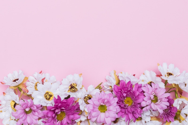 fresh, chrysanthemum, spring, tender, flowers, 4K, background, chamomile, pink