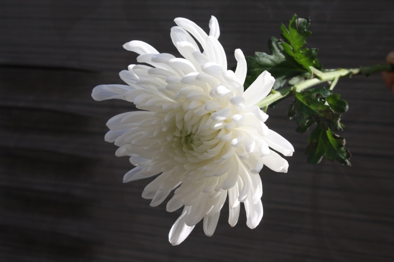 plant, day, outdoors, focus on foreground, freshness, inflorescence, article, fragility, nature, white color, chrysanthemum, beauty in nature, growth, flower