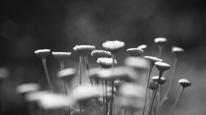 season, focus on foreground, flower Head, white, summer, backgrounds, grass, defocused, macro, black And White, day, abundance, no People, botany, single Flower