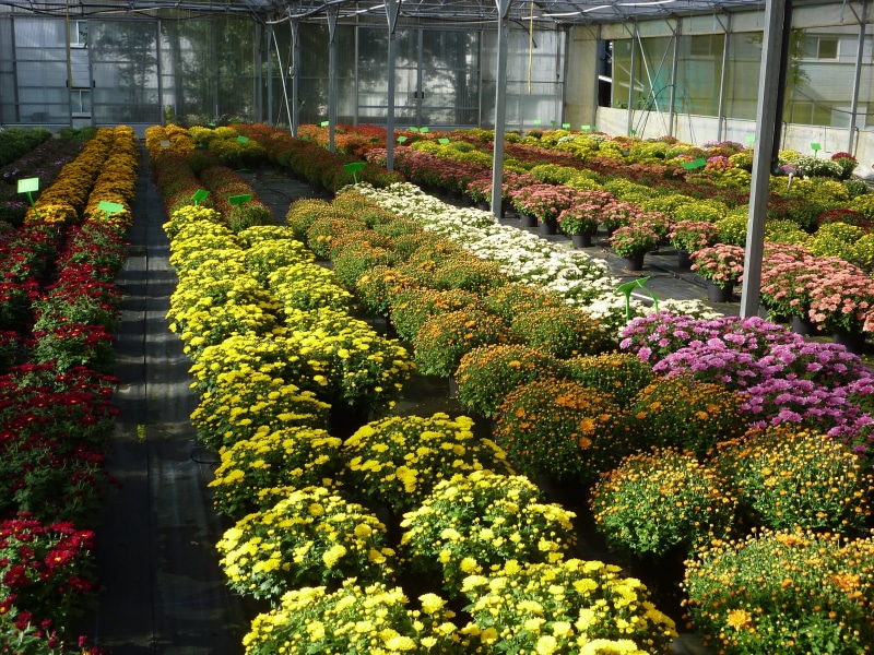 horticulture, 2K, outdoors, fragility, day, flower, plant nursery, gardening, greenhouse, chrysanthemum, growth, springtime, plant, architecture, botany
