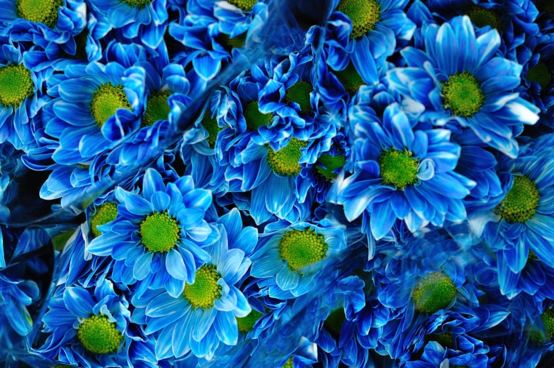 vibrant color, nature, fragility, beauty in nature, full frame, high angle view, springtime, Chrysanthemums, flower head, plant, Bouquet, freshness, backgrounds