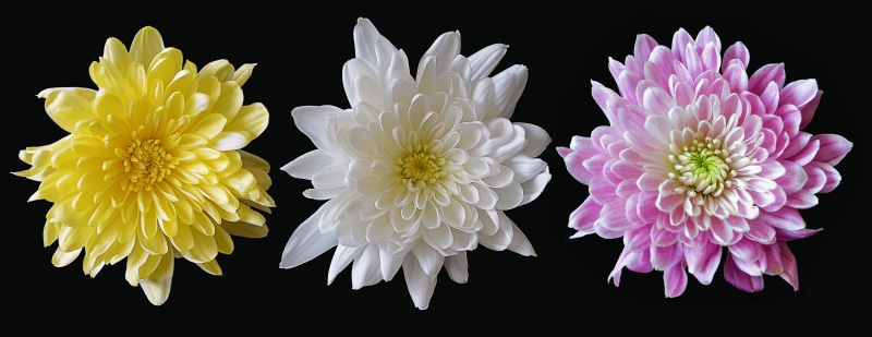 bright, nature, plant, beauty in nature, collection, bunch of flowers, set, pink color, white, floral, purple, flowers, fragility, mix, mixed, indoors
