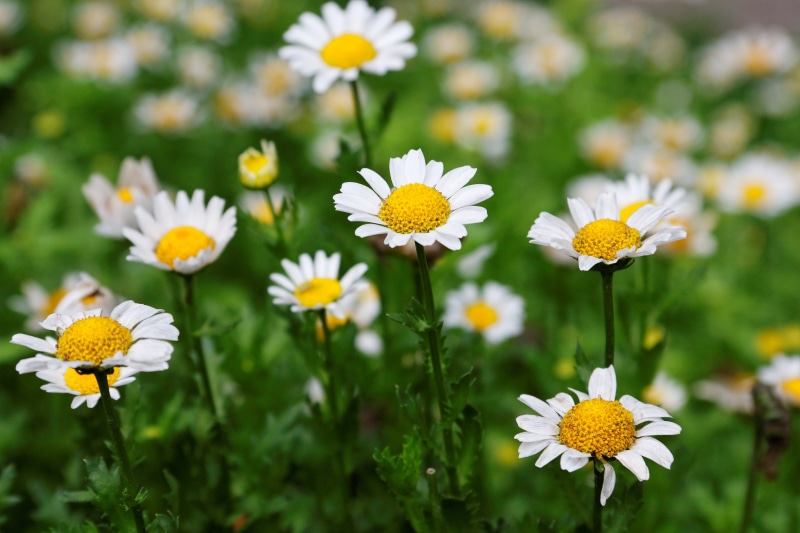 photography, bokeh, Daisy, grass, plant, Life, f/4, meadow, field, depth, Chrysanthemum, green Color, chamomile Plant, springtime, season, Macro, depth of field