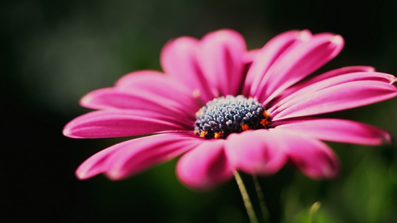 fragility, flower, inflorescence, single Flower, pollen, flower Head, nature, day, summer, botany, gerbera Daisy, color Image, freshness, season, no People