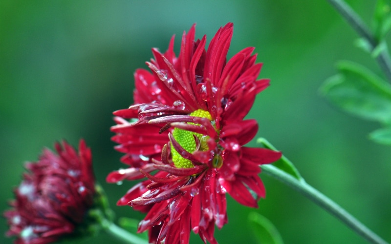 Chrysanthemum, Dew, Red, Green, 2K, Background