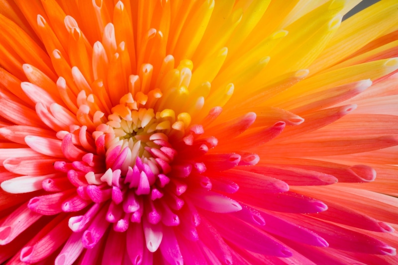 2K, Colorful, Chrysanthemum