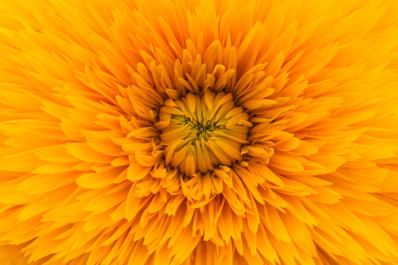 beauty In Nature, close-up, macro, full frame, daisy, petals, pattern, pollen, nature, growth, chrysanthemum, yellow, no people, flowering plant, vulnerability