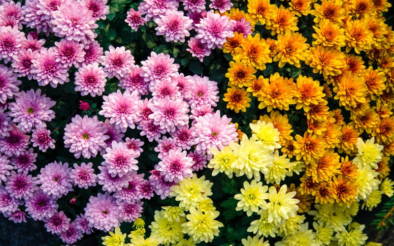 flower head, freshness, close-up, inflorescence, bunch of flowers, petal, 4K, fragility, flowering plant, plant, growth, mix, flowers, color, outdoors