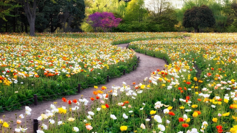 no people, formal garden, tulip, growth, vulnerability, beauty in nature, flower head, green color, trees, park, garden, fragility, tree, 1080P, flower