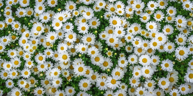 vulnerability, pollen, plant, flowers, backgrounds, freshness, beauty in nature, yellow, petal, flowerbed, flowering plant, no people, growth, field, daisy
