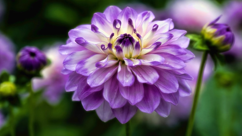 focus on foreground, growth, dahlia, purple, petal, flower, 4K, ultra, no people, beauty in nature, vulnerability, close-up, springtime, plant, selective focus