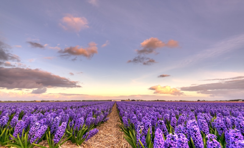 plant, flower fields, flower, irises, bloemen, purple, Nederlands, agriculture, flowerbed, sunset, flower  flower, D750, Nederland, 35mm, landscape, Netherlands