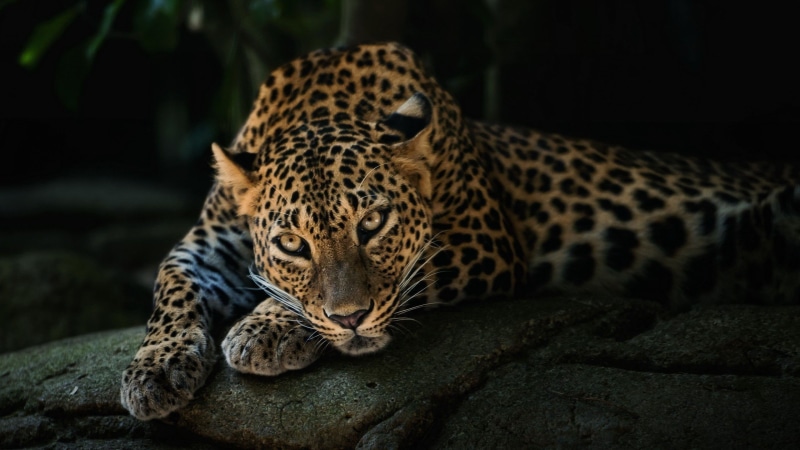 black jaguar, jaguar cars, animals, jaguar car, jaguar, 2K, 2560x1440