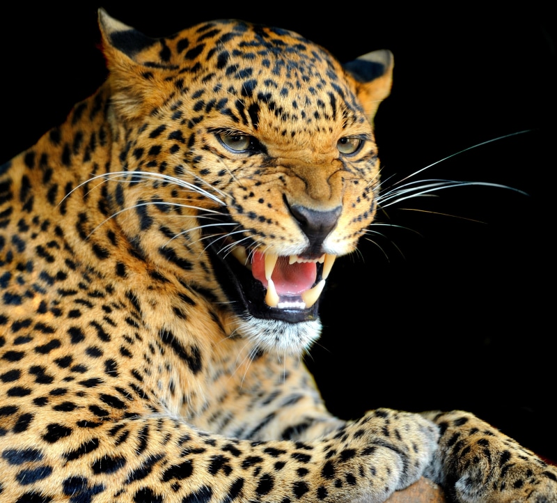 animal wildlife, spotted, jaguars, animals in the wild, animal teeth, mouth open, aggression, animal themes, animals, anger, leopard, close-up, portrait