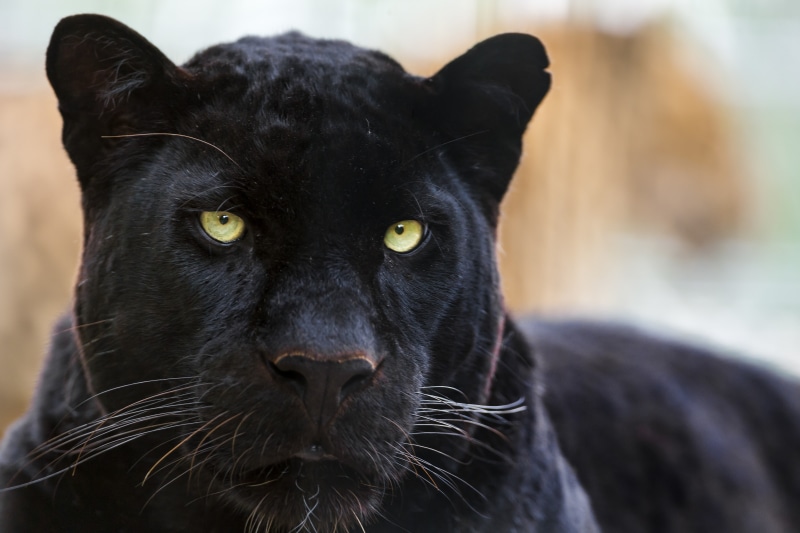 Cat, panter, 4K, puma, black, jaguar, wild, animal