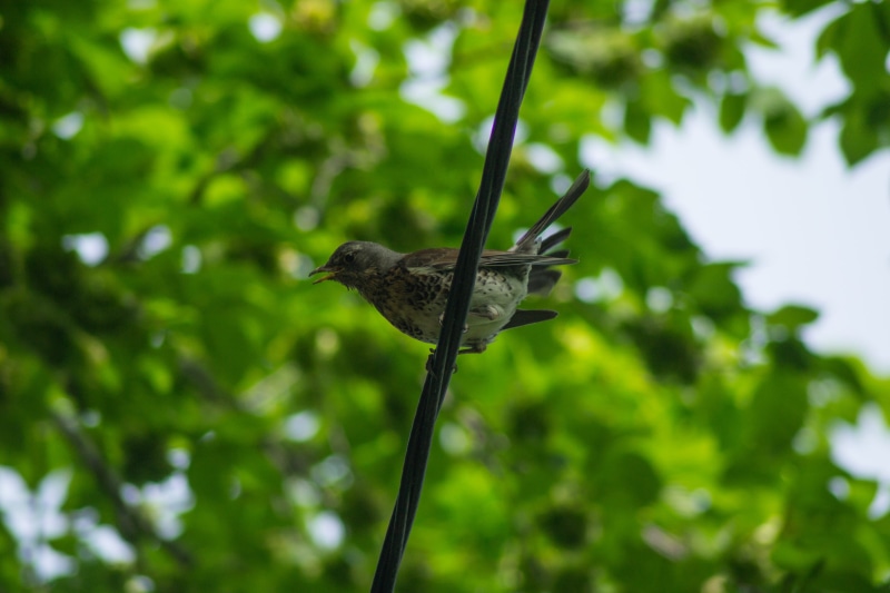 vertebrate, animal, animals in the wild, growth, 4K, beauty in nature, day, bird, trondheim, one animal, green color, nature, perching, low angle view
