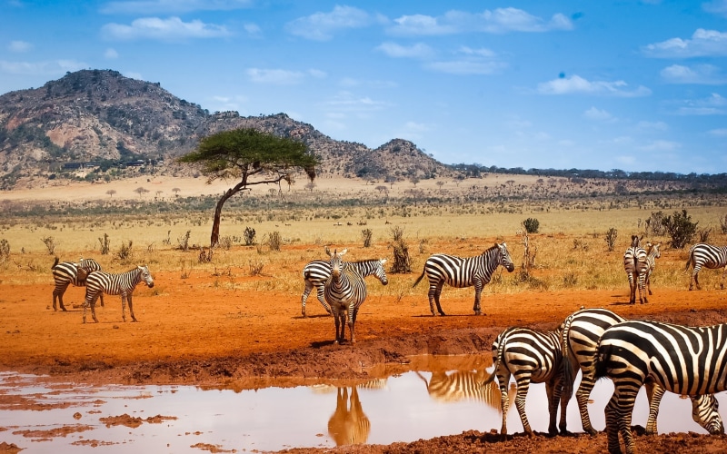 Sky, Zebras, 1080P, Blue, Safari, Water, Kenya