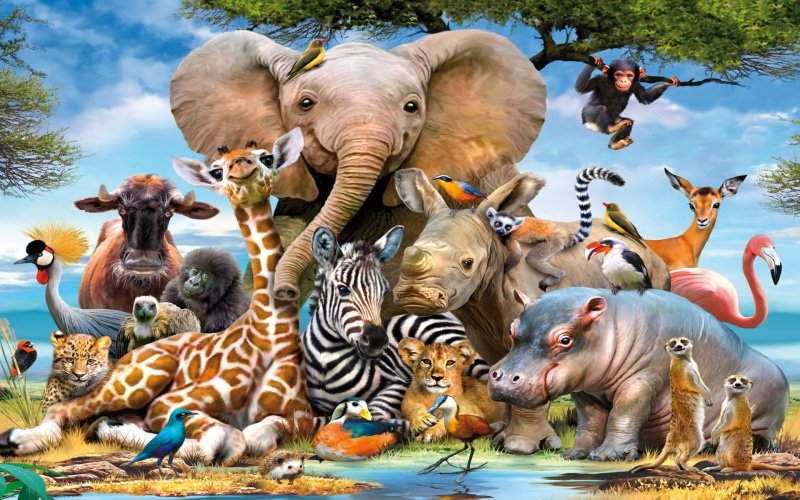 bison, giraffe, leopard, jungle, mungusi, zebra, animals, art, 1080P, hippo, chimpanze, njosorogo, lion, raccoon, elephant, hd, gorilla, eagle