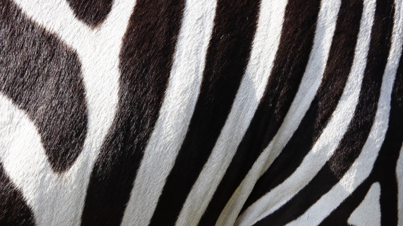 macro, close-up, no people, 1080P, zebra, backgrounds, stripes, animal wildlife, textured, one animal, animal body part, abstract, vertebrate, striped