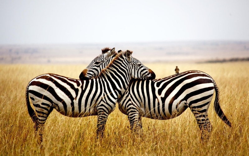 1080P, mammal, grass, group of animals, striped, focus on foreground, zebra, zebras, herbivorous, birds, animals, vertebrate, plant, nature, animal themes