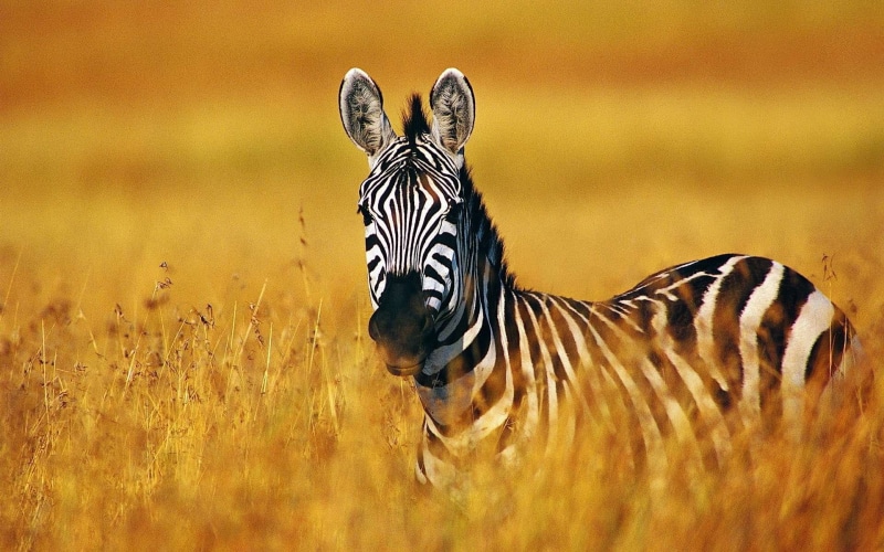 1080P, striped, beauty in nature, zebra, safari, standing, day, animal markings, herbivorous, animal wildlife, one animal, outdoors, animals in the wild