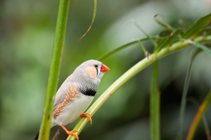 4k, zebra finch, bird, 4K