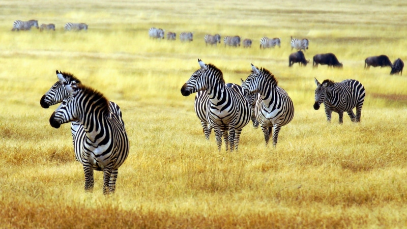 plant, landscape, domestic animals, group of animals, savanna, 4K, nature, vertebrate, animals in the wild, herd, grass, plain, zebra, wildlife, striped