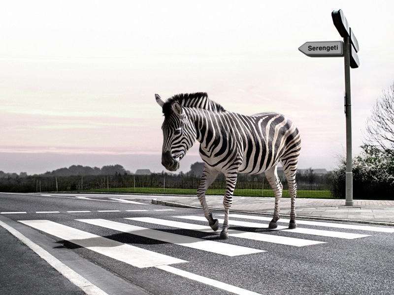 vertebrate, cross, zebras, animals, zebra, digital art, striped, path, sky, 1080P, transportation, road, crossing, animal themes, mammal, nature, full length