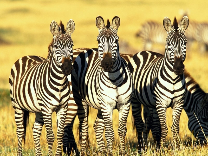 720P, zebras, animals
