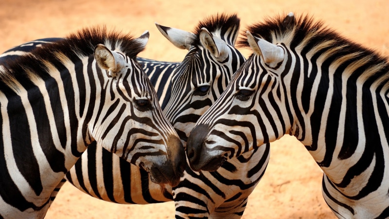 zebras, safari, animal wildlife, field, outdoors, vertebrate, nature, striped, no people, 1080P, animals in the wild, group of animals, natural pattern
