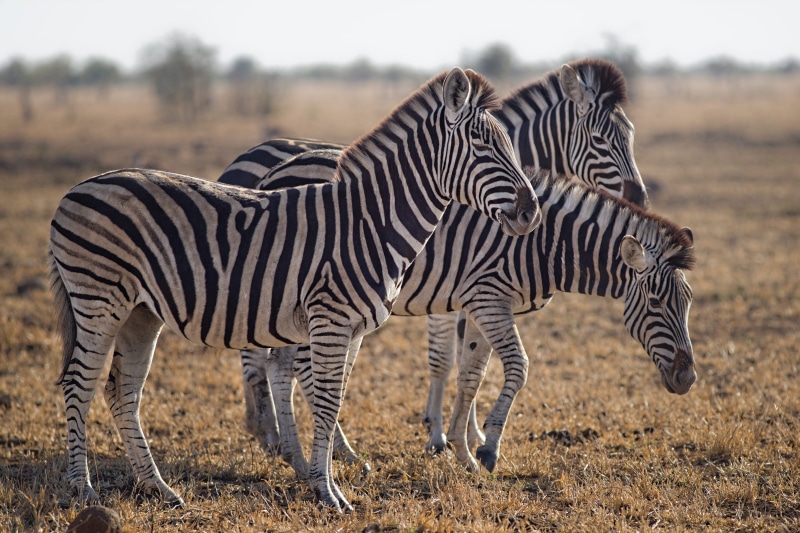 side view, green, wild, focus on foreground, grass, 5K, field, environment, standing, herbivore, group of animals, reserve, landscape, focus, herd, ground