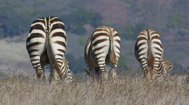 grass, butts, zebras, three, stripes, africa, hearst ranch, field, striped, 1080P, animal, photo, brown, zebra, nature, animals In The Wild, wildlife