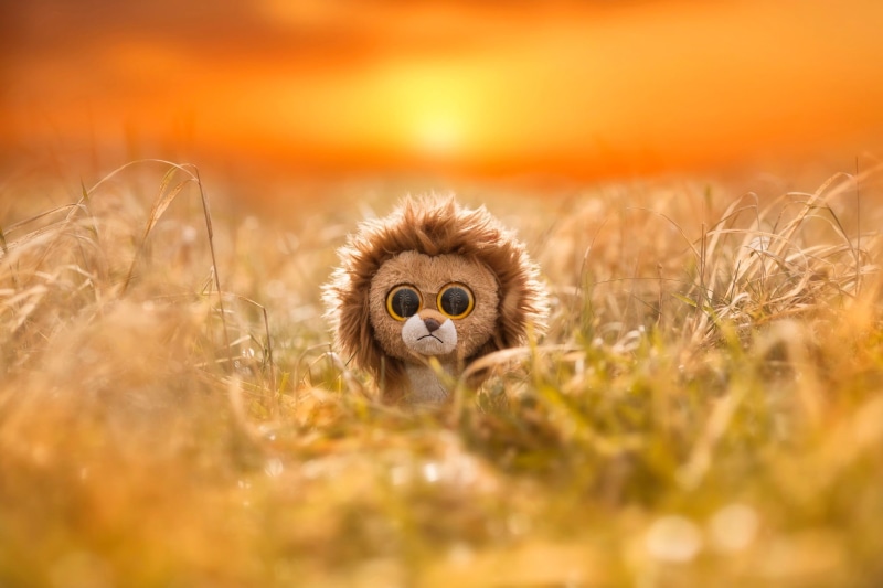 small, beauty in nature, no People, land, boos, animal, animals In The Wild, sky, Sun, sunlight, landscape, selective focus, outdoors, lion, eyes, beak